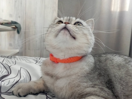 Фото Засіб від паразитів Beaphar Fleaamp;Tick Collar for Cats - Ошейник от блох и клещей для котов (цветные) 35 см (13251) від користувача Voloshka