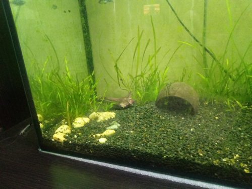 Фото Грунт, пісок Nechay Zoo Грунт для аквариума черный 10 кг (мелкий) (2700005236128) від користувача kostyany4