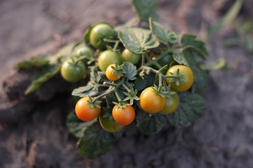 Фото Насіння Професійне насіння томат Балконі Ред F1 комнатный 10 шт. від користувача Andrewsh