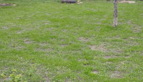 Фото Насіння газонної трави DLF-Trifolium Смесь с переходящей тенью Turfline Ornamental (Орнаментал) 1 кг (5705781003374) від користувача Andrewsh