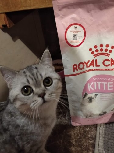 Фото сухий корм Royal Canin Kitten 2 кг (2522020) від користувача Andrewsh