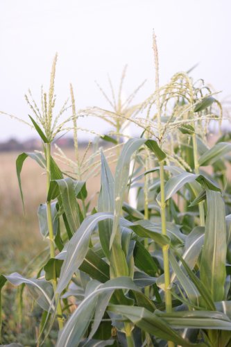 Фото Насіння ТМ "SeedEra" Семена  кукуруза Леженд F1 20 шт. (4823073726518) від користувача Andrewsh