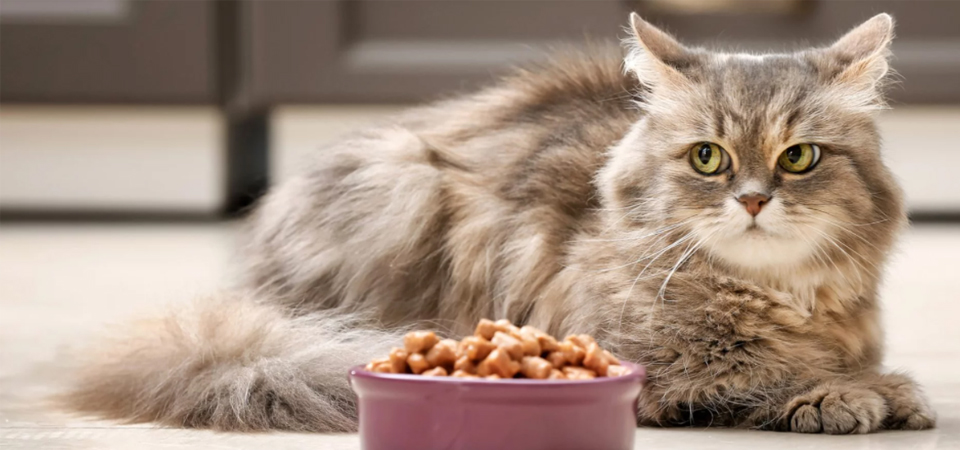 Как выбрать корм для кошек #2 - фото в блоге (гиде покупателя) hotline.ua