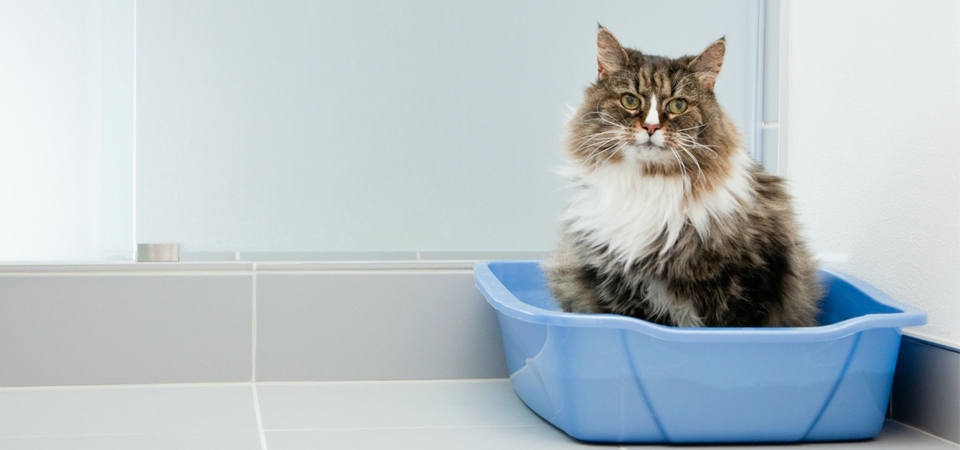 Як вибрати наповнювач для котячого туалету #8 - фото в блоге (гиде покупателя) hotline.ua