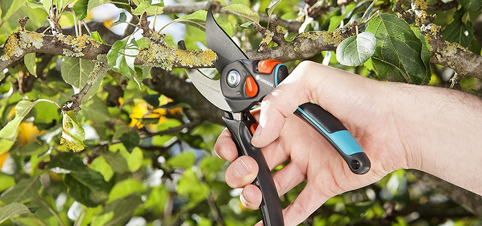 Как выбрать инструмент для обрезки деревьев