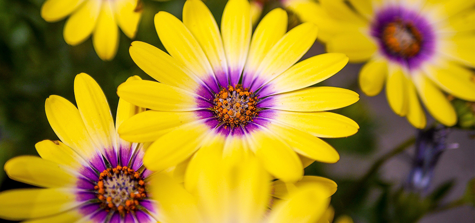 Как выбрать семена цветов #4 - фото в блоге (гиде покупателя) hotline.ua