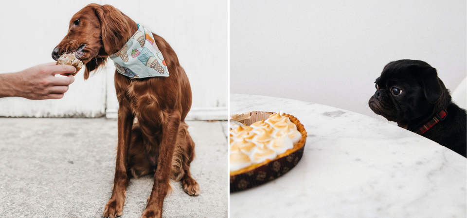Как выбрать корм для собак #6 - фото в блоге (гиде покупателя) hotline.ua