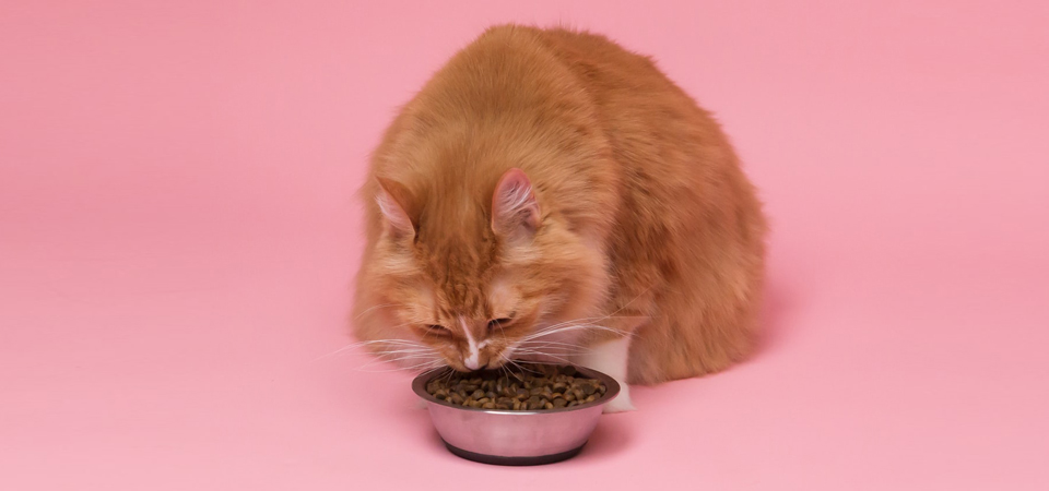 Как выбрать корм для кошек #3 - фото в блоге (гиде покупателя) hotline.ua
