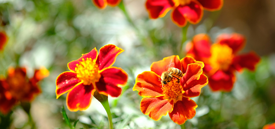 Как выбрать семена цветов #2 - фото в блоге (гиде покупателя) hotline.ua