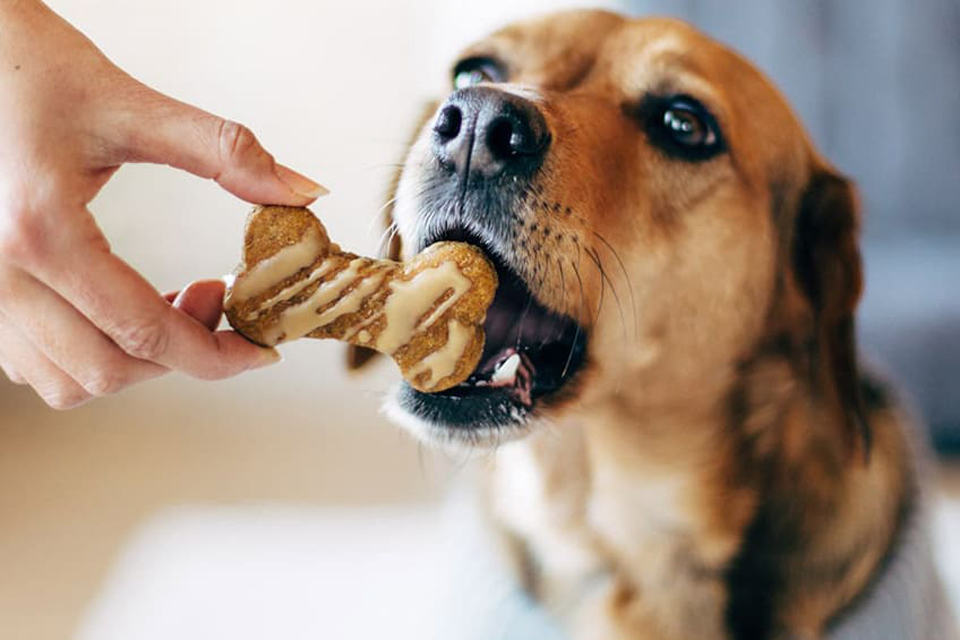 Как выбрать корм для собак #5 - фото в блоге (гиде покупателя) hotline.ua