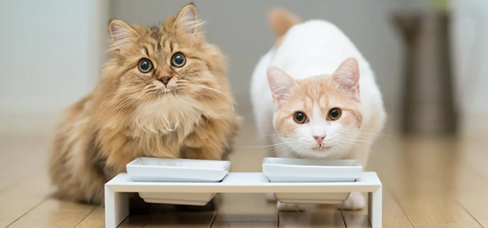 Как выбрать корм для кошек #5 - фото в блоге (гиде покупателя) hotline.ua