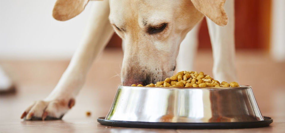 Как выбрать корм для собак #4 - фото в блоге (гиде покупателя) hotline.ua