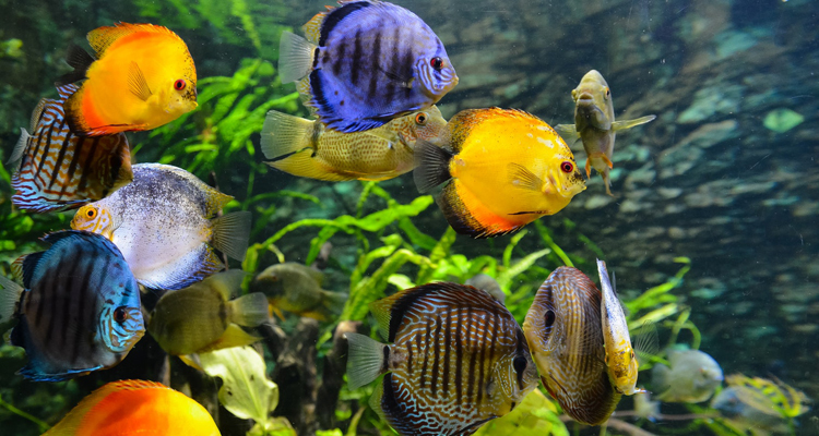Как выбрать аквариум #3 - фото в блоге (гиде покупателя) hotline.ua