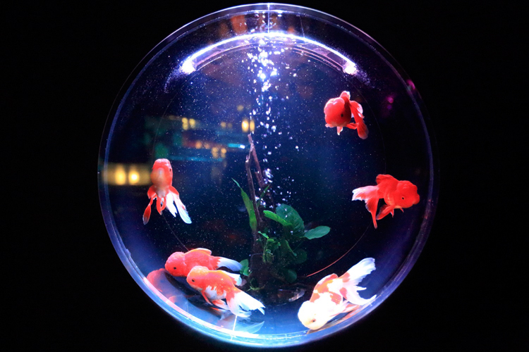 Как выбрать аквариум #2 - фото в блоге (гиде покупателя) hotline.ua