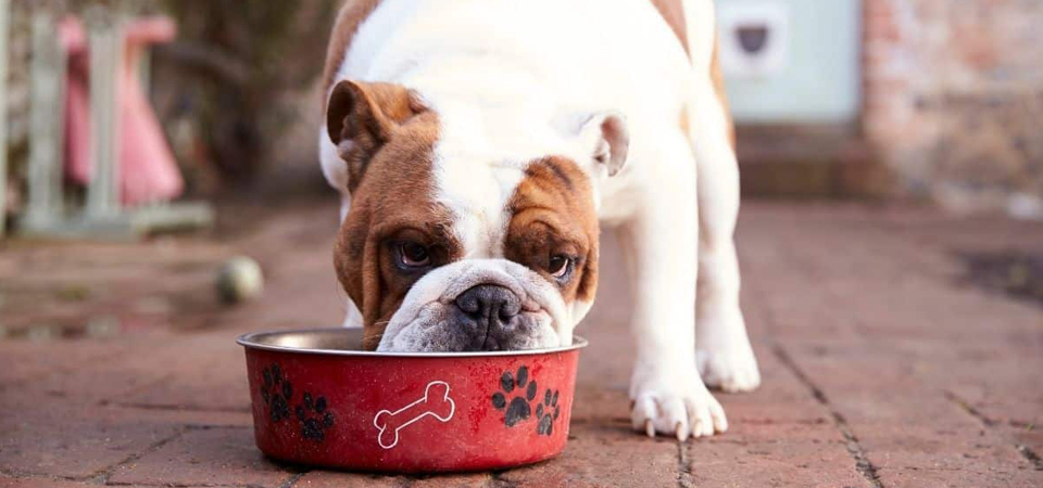 Как выбрать корм для собак #7 - фото в блоге (гиде покупателя) hotline.ua