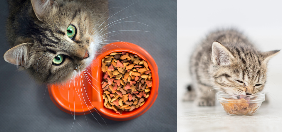 Как выбрать корм для кошек #4 - фото в блоге (гиде покупателя) hotline.ua