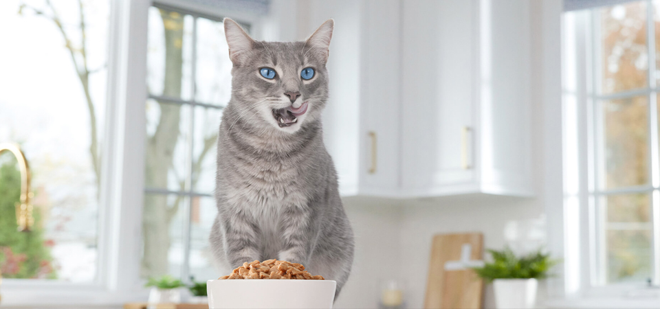 Как выбрать корм для кошек #6 - фото в блоге (гиде покупателя) hotline.ua