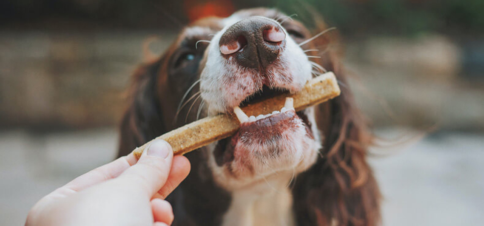 Как выбрать корм для собак #3 - фото в блоге (гиде покупателя) hotline.ua