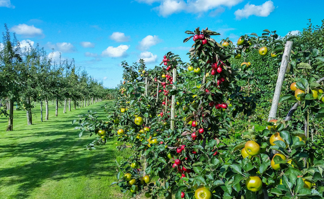 Саджанці Плодових Дерев та Кущів оптом- Вигідне Рішення для Садівників